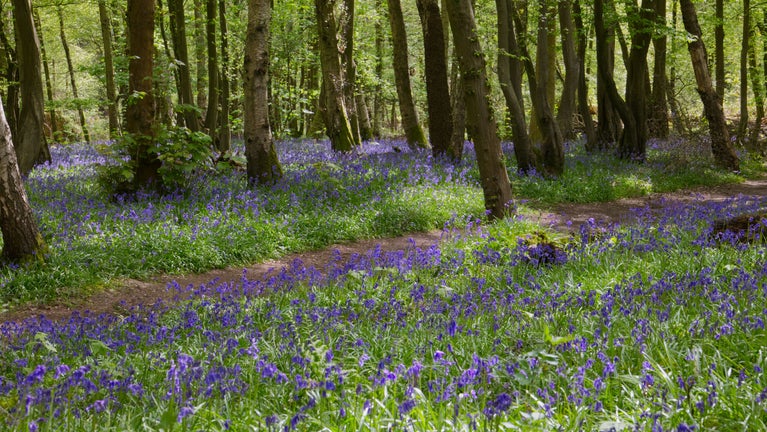 Bluebells in Sheffield Wood at Sheffield Park and Garden